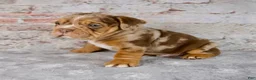 Beabull dogs for sale: Grant - Ad 2