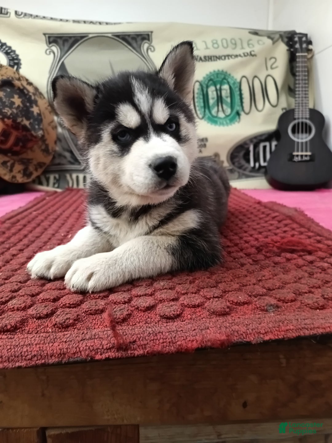 Siberian Husky dogs for sale: Anne - Ad 2