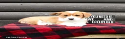 Welsh Corgi Pembroke dogs for sale: Merle - Ad 4