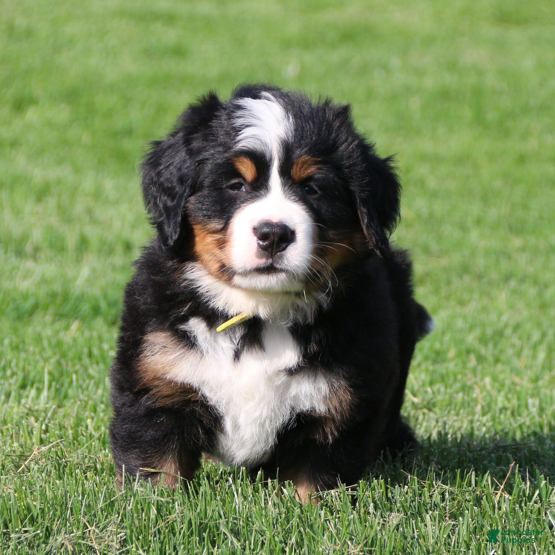 Bernese Mountain Dog dogs Daisy - Ad 1