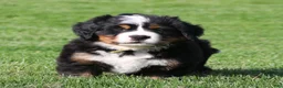 Bernese Mountain Dog dogs for sale: Daisy - Ad 1