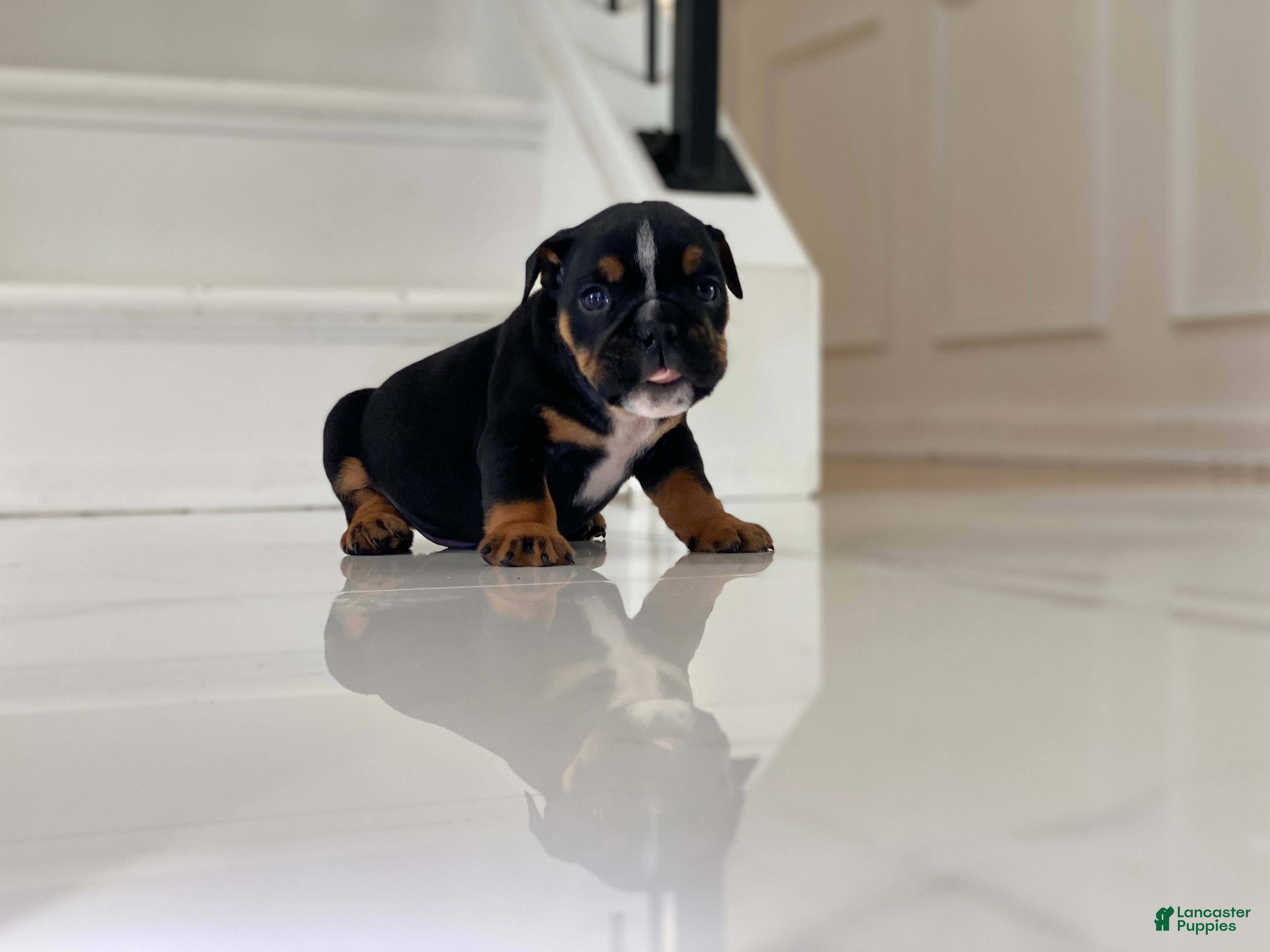 English Bulldog dogs Sweetheart  - Ad 41