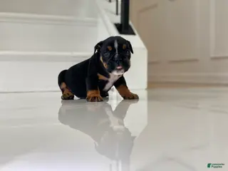 English Bulldog dogs Sweetheart - Ad 41