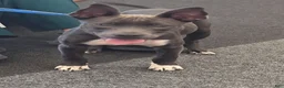 American Pit Bull Terrier dogs for sale: American Pit Bull Terrier 2 - Ad 4