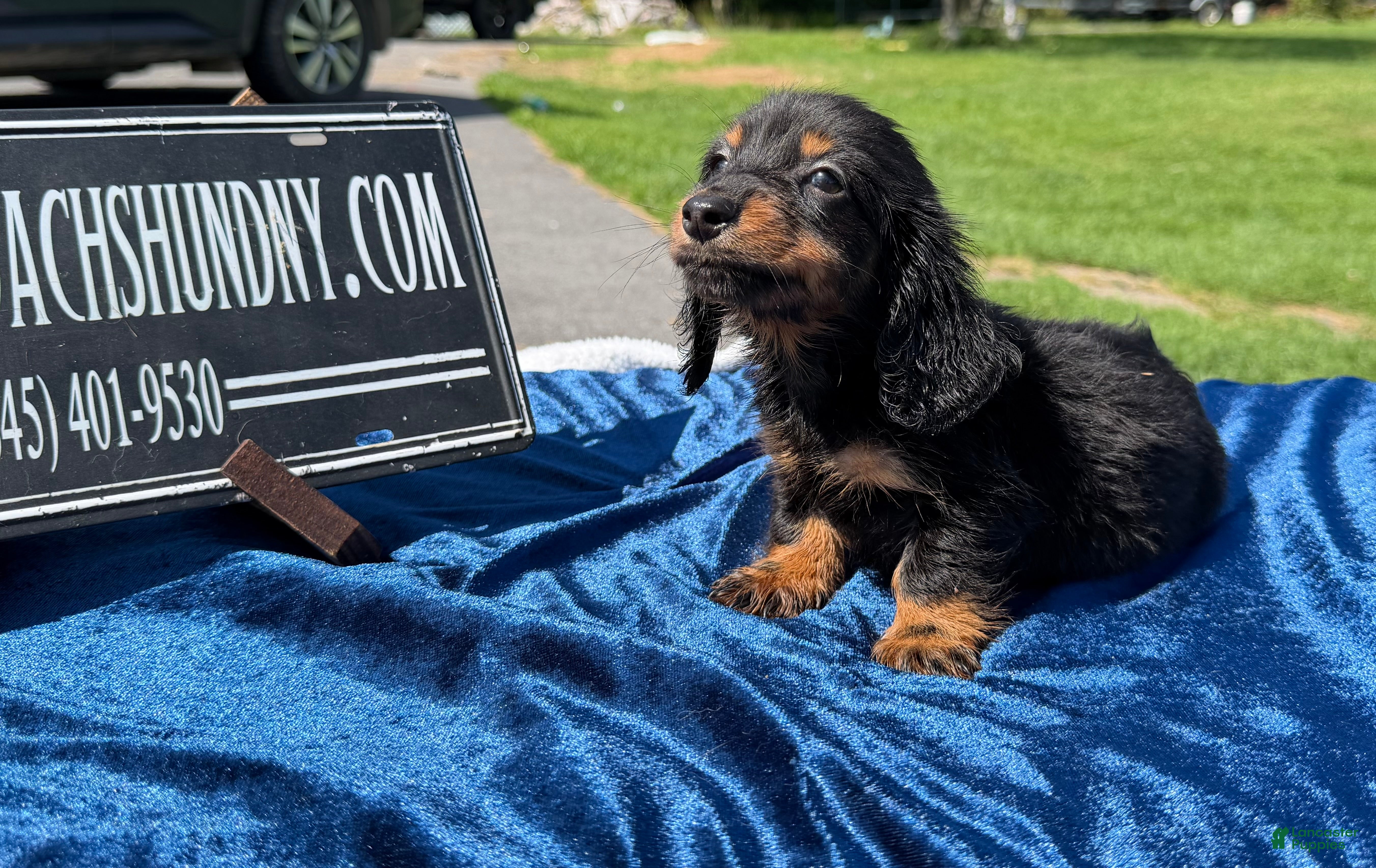 Miniature Dachshund dogs Russian AKC dachshund - Ad 15