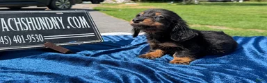 Russian AKC dachshund
