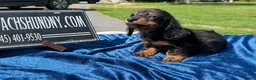 Miniature Dachshund dogs for sale: Russian AKC dachshund - Ad 1