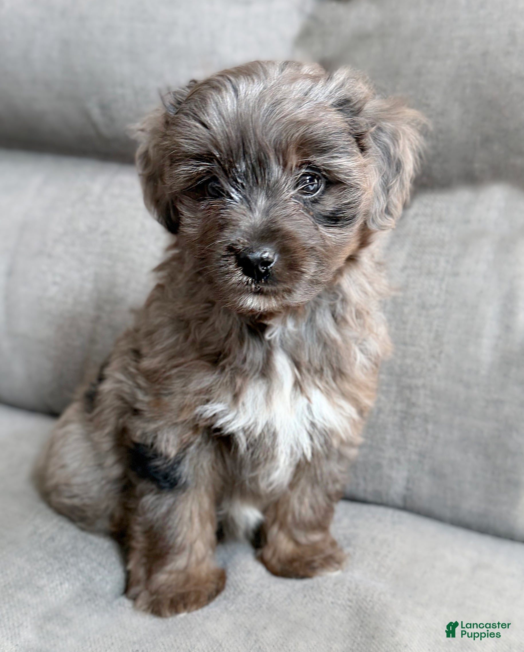 Mini Aussiedoodle dogs Force - Ad 1