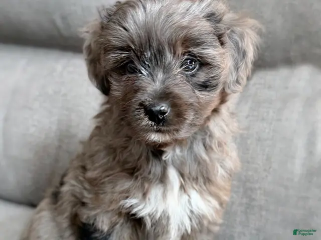 Mini Aussiedoodle dogs for sale: Force - Ad 1