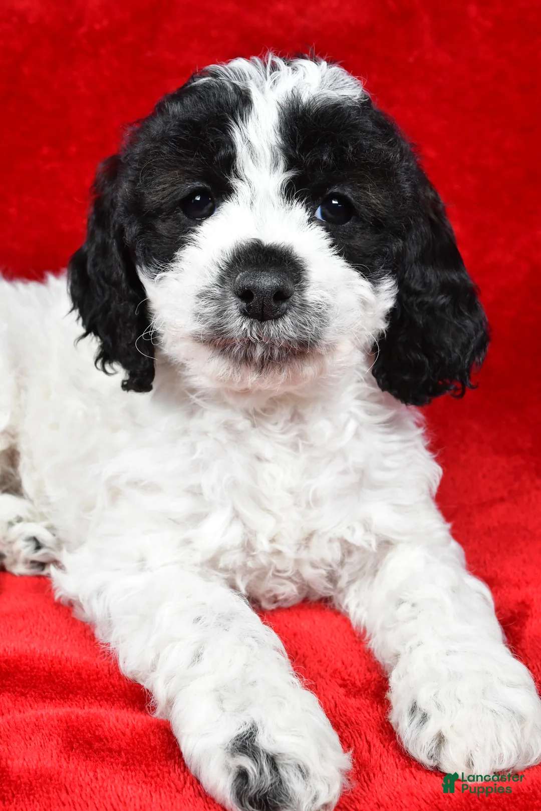 Cockapoo dogs for sale: Dolly - Ad 2