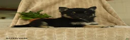 Pomsky dogs for sale: Bubbles - Ad 4