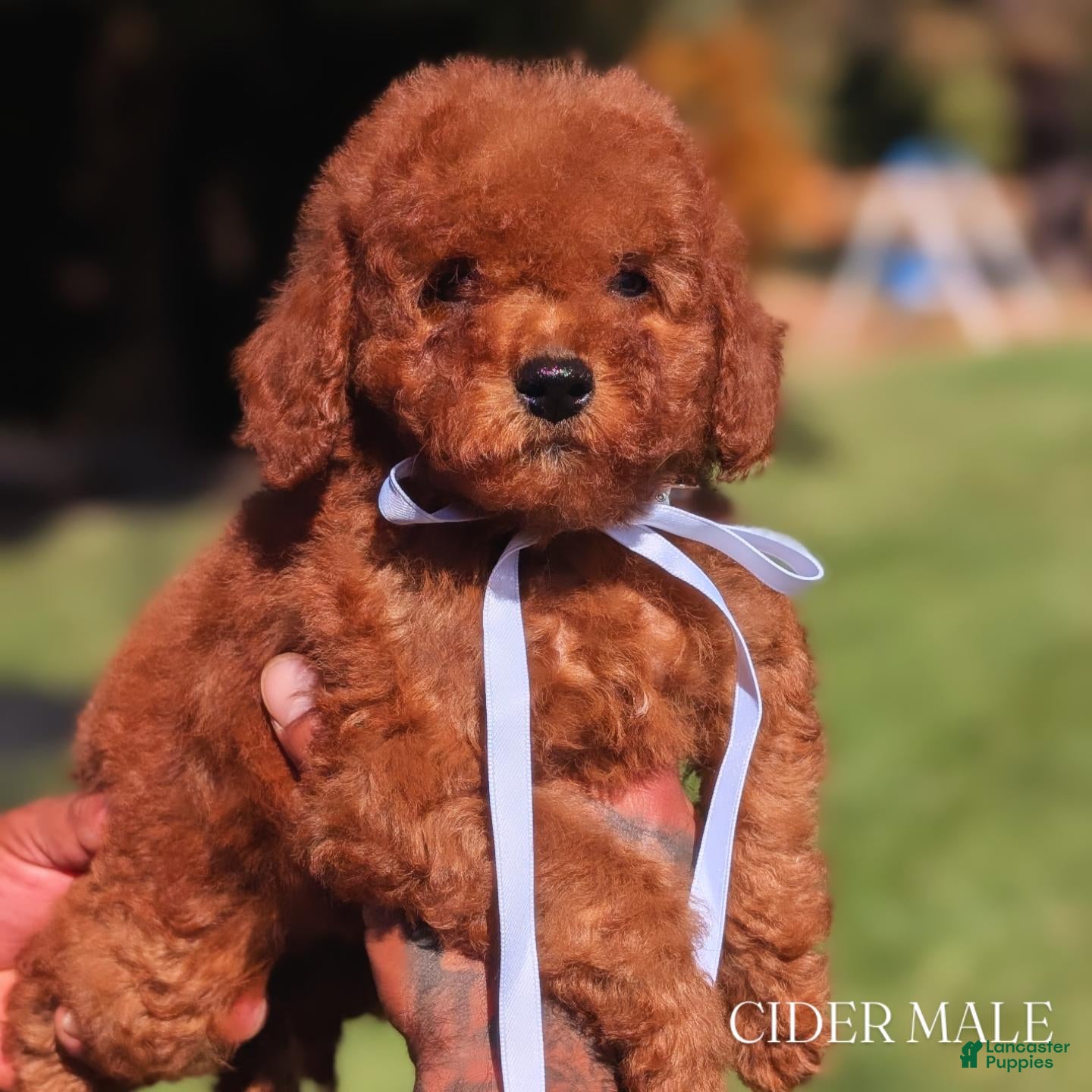 Mini Goldendoodle dogs CIDER - Ad 1