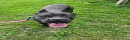 Cane Corso dogs for sale: ICCF Savage  - Ad 3