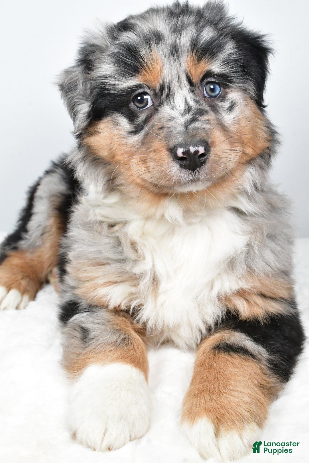 Australian Shepherd dogs for sale: Diesel - Ad 1
