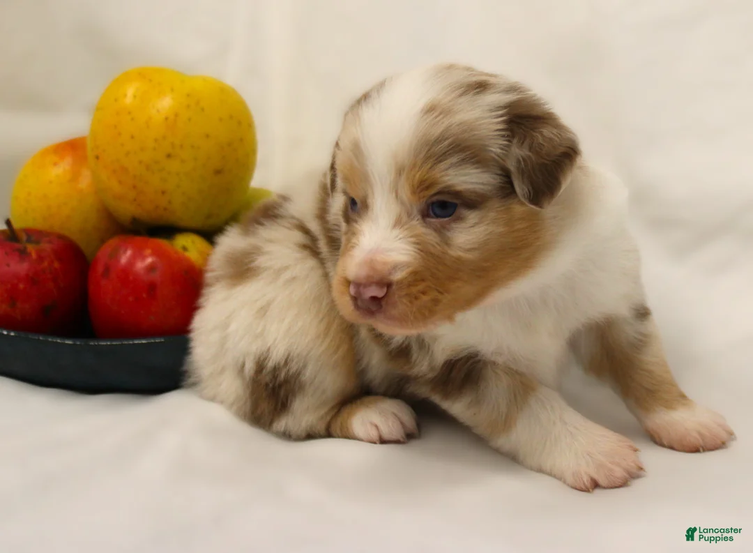 Australian Shepherd dogs for sale: Pazazz - Ad 1
