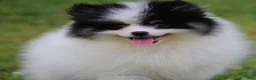 Pomsky dogs for sale: Trey - Ad 1