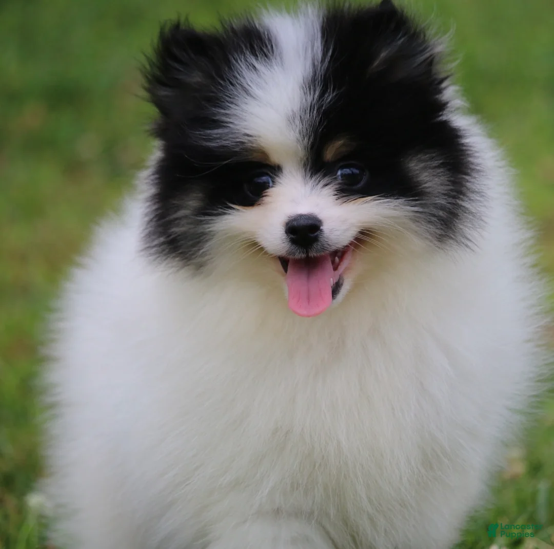Pomsky dogs for sale: Trey - Ad 1