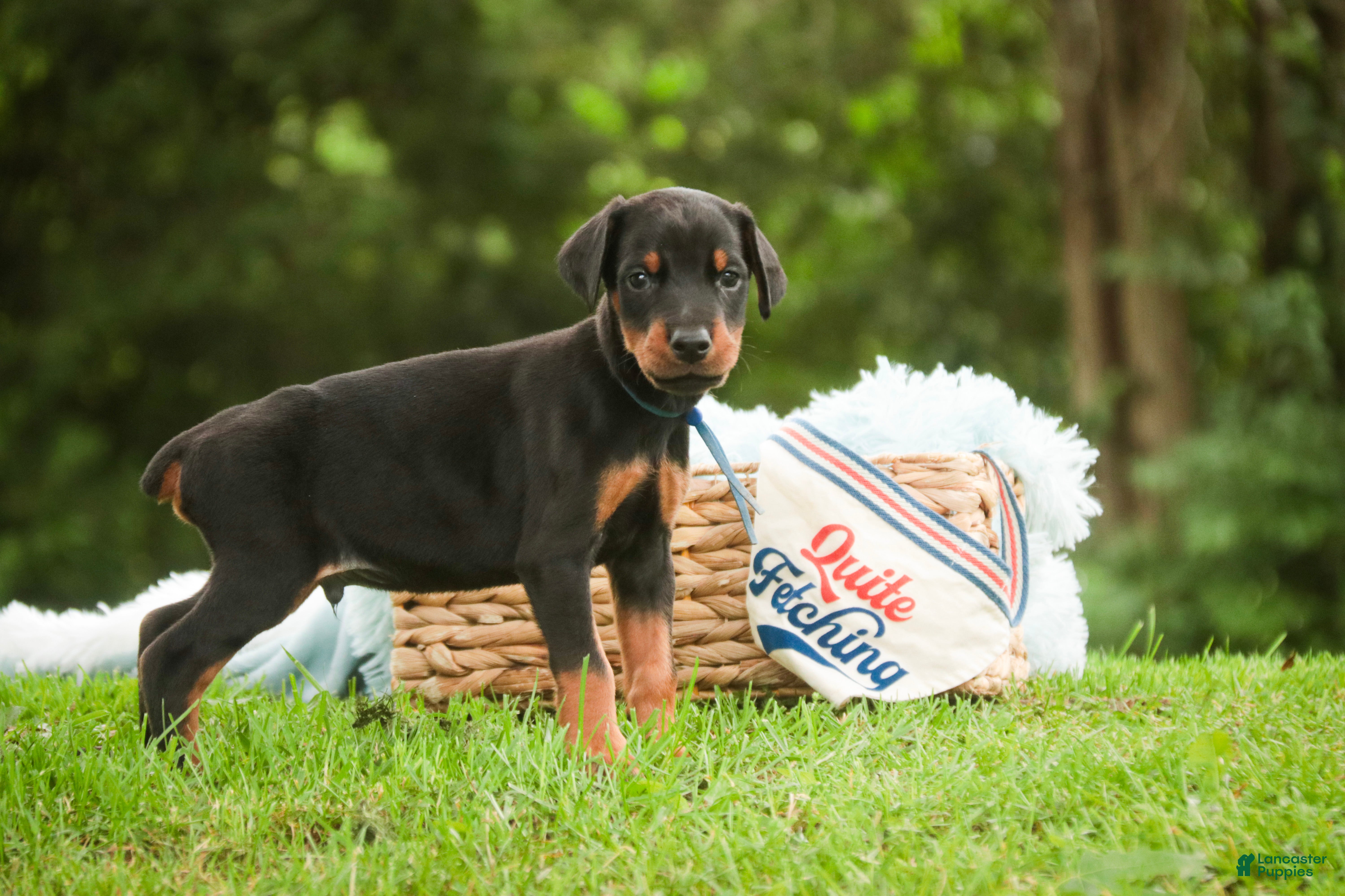 Doberman Pinscher dogs for sale: Malcolm - Ad 4