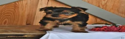 Yorkshire Terrier dogs for sale: Kenny - Ad 4