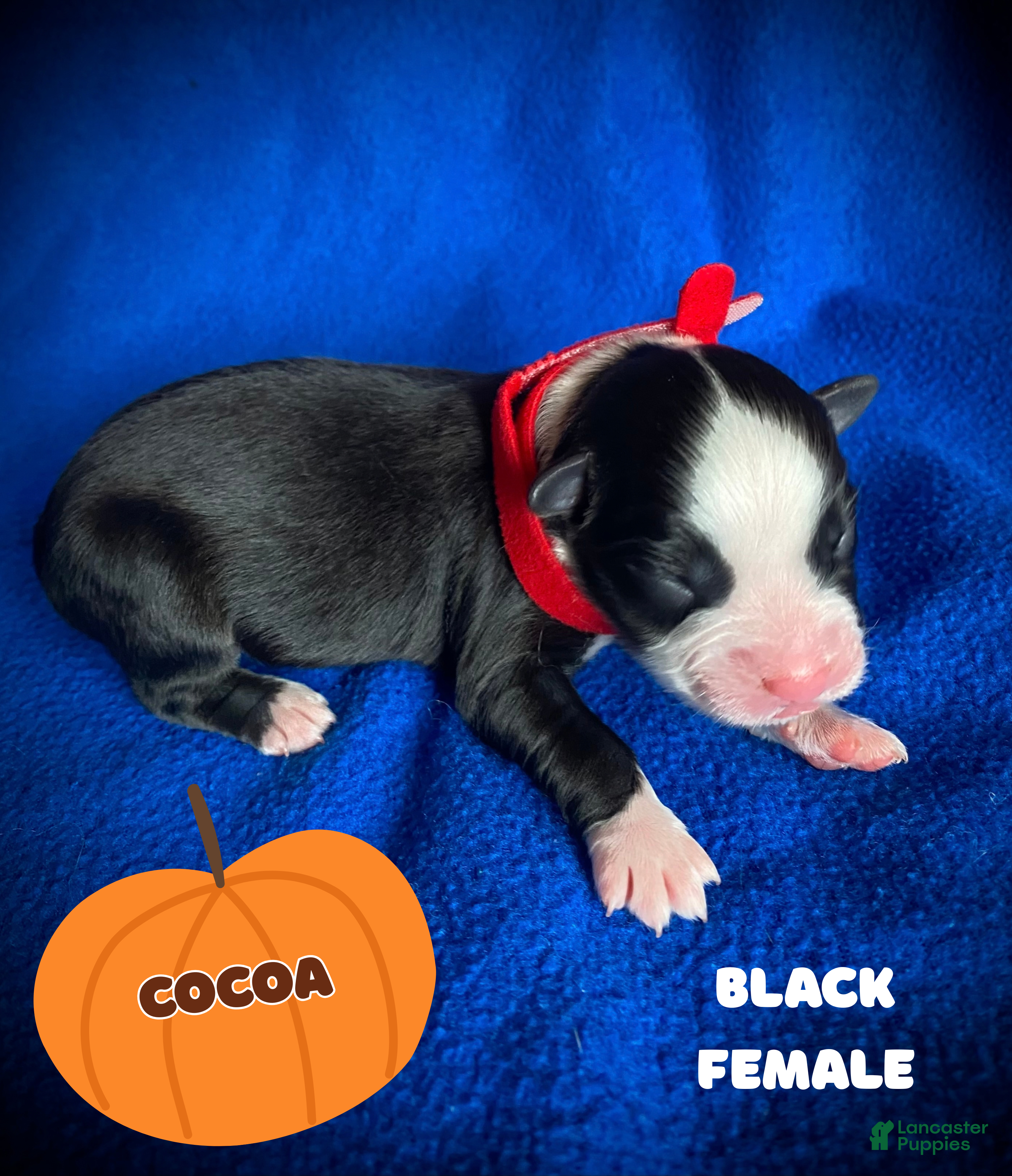 Australian Shepherd dogs for sale: Cocoa - Ad 1