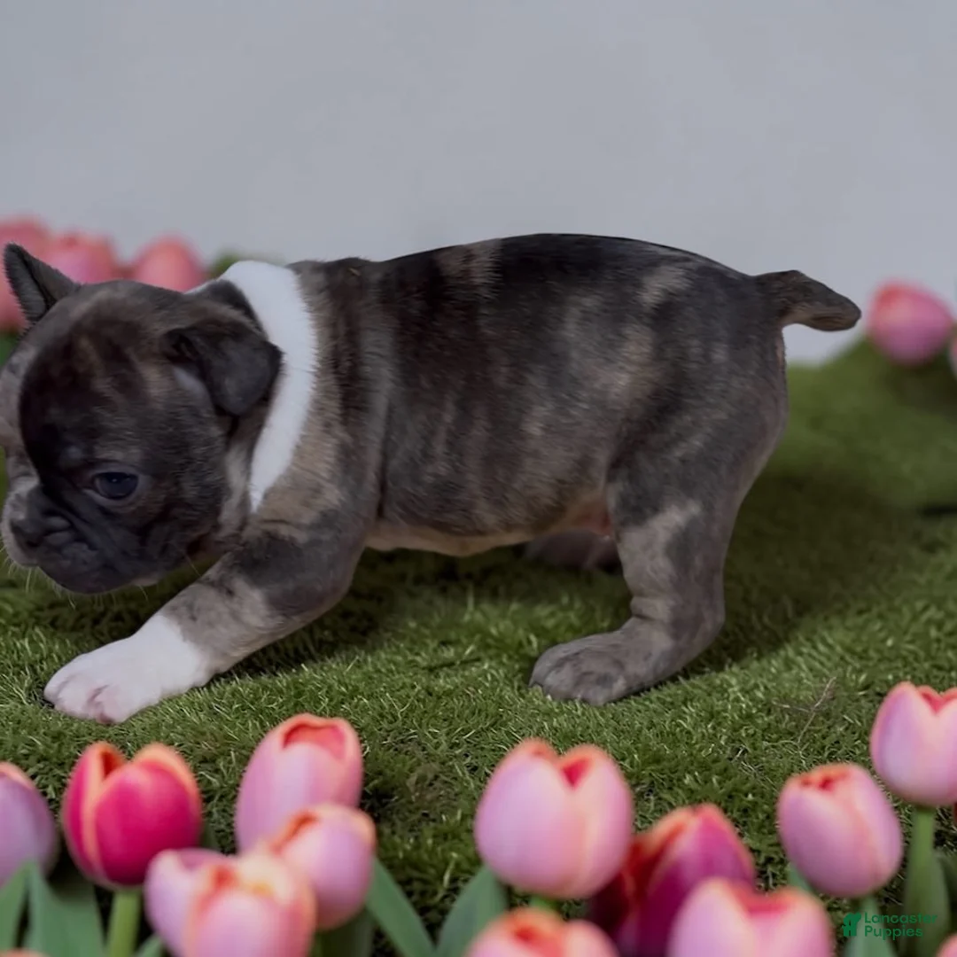 Frenchton dogs for sale: Frank - Ad 2