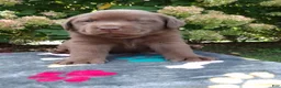 Labrador Retriever dogs for sale: Nico - Ad 5