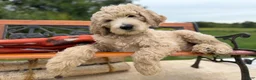 Mixed Breed dogs for sale: Chip (Boy) - Ad 7