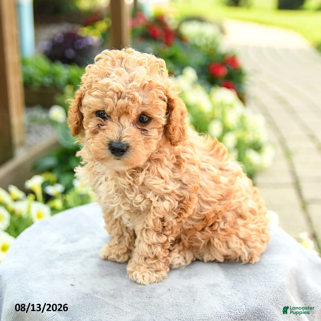 Toy Poodle dogs for sale: Alex - Ad 1