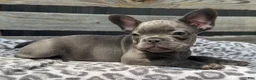 French Bulldog dogs for sale: Flynn - Ad 3