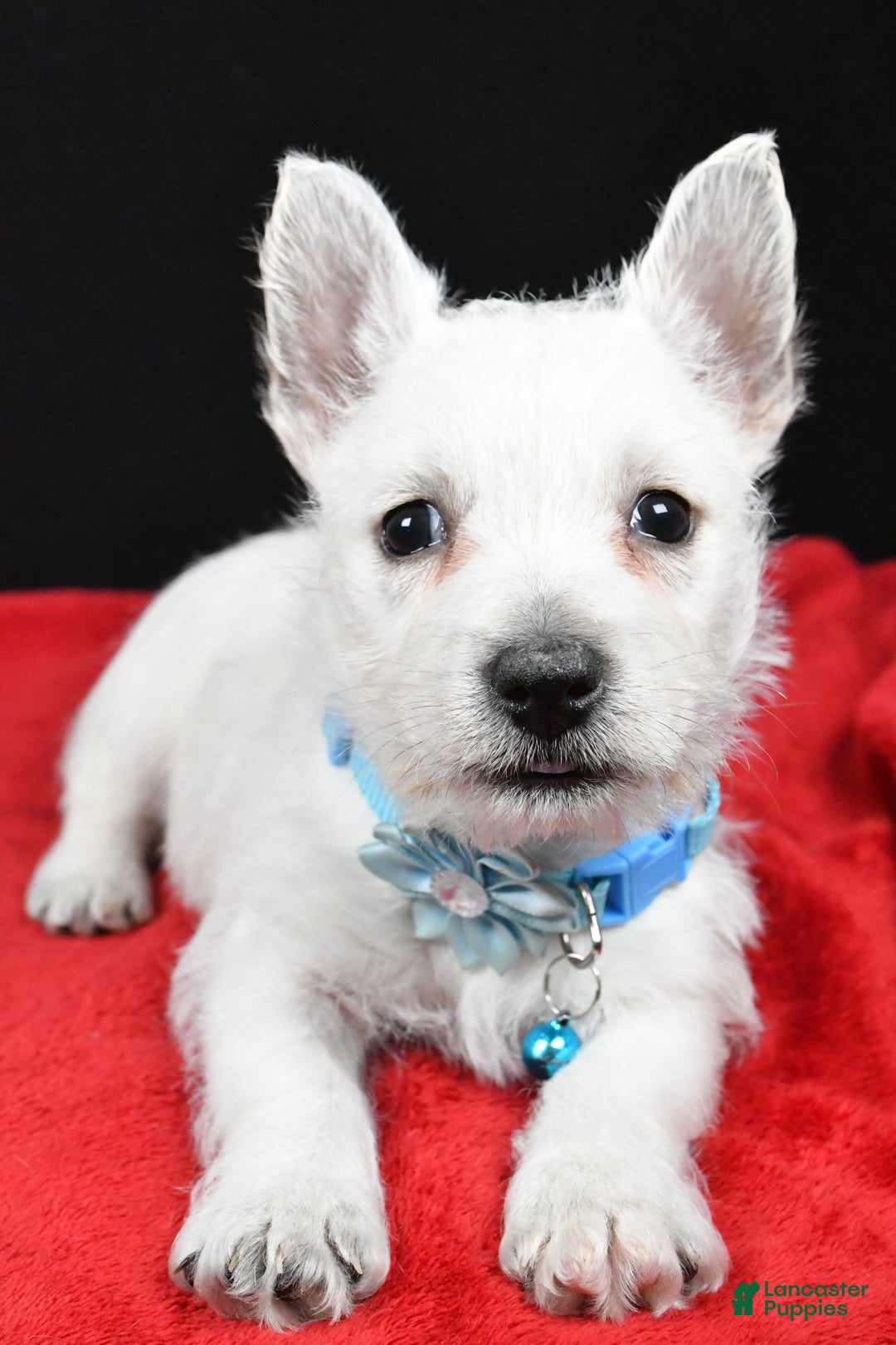 West Highland Terrier dogs for sale: Eva - Ad 4