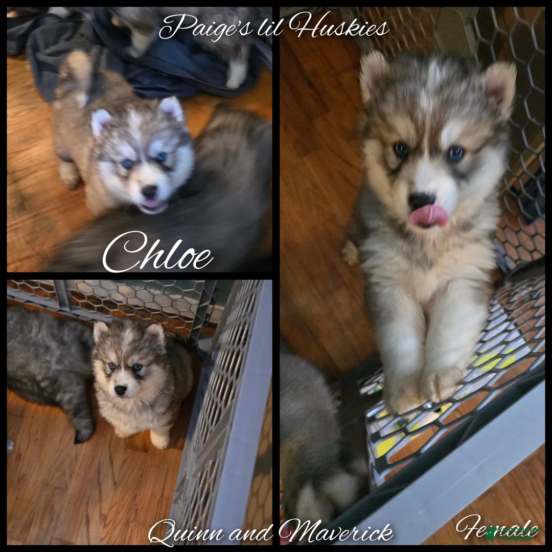 Siberian Husky dogs for sale: Chloe  - Ad 1