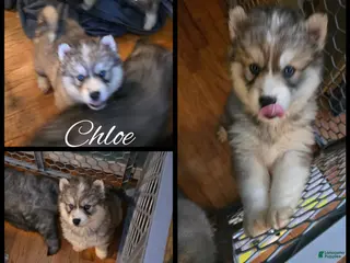 Siberian Husky dogs Chloe - Ad 10