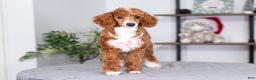 Toy Poodle dogs for sale: Waverly - Ad 2