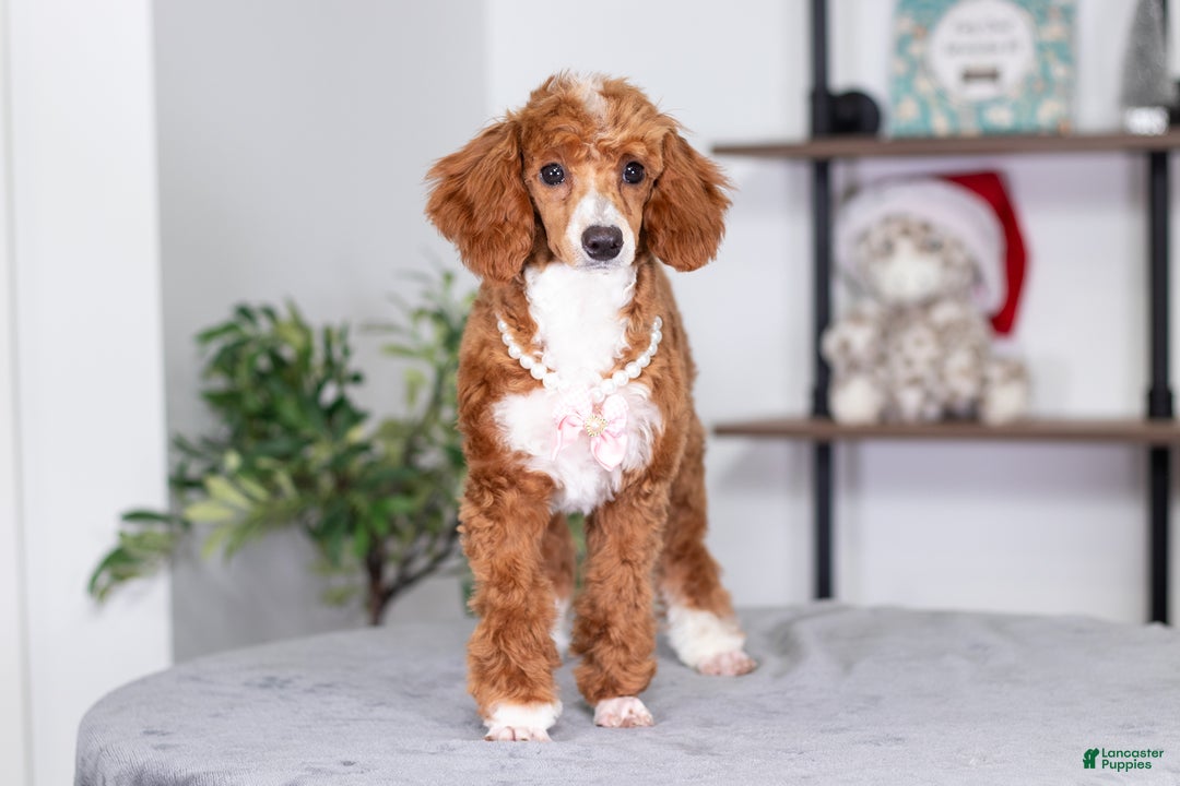 Toy Poodle dogs for sale: Waverly - Ad 2