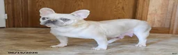 French Bulldog dogs for sale: Nelson - Ad 6