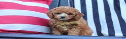 Cavapoo dogs for sale: Connor - Ad 6
