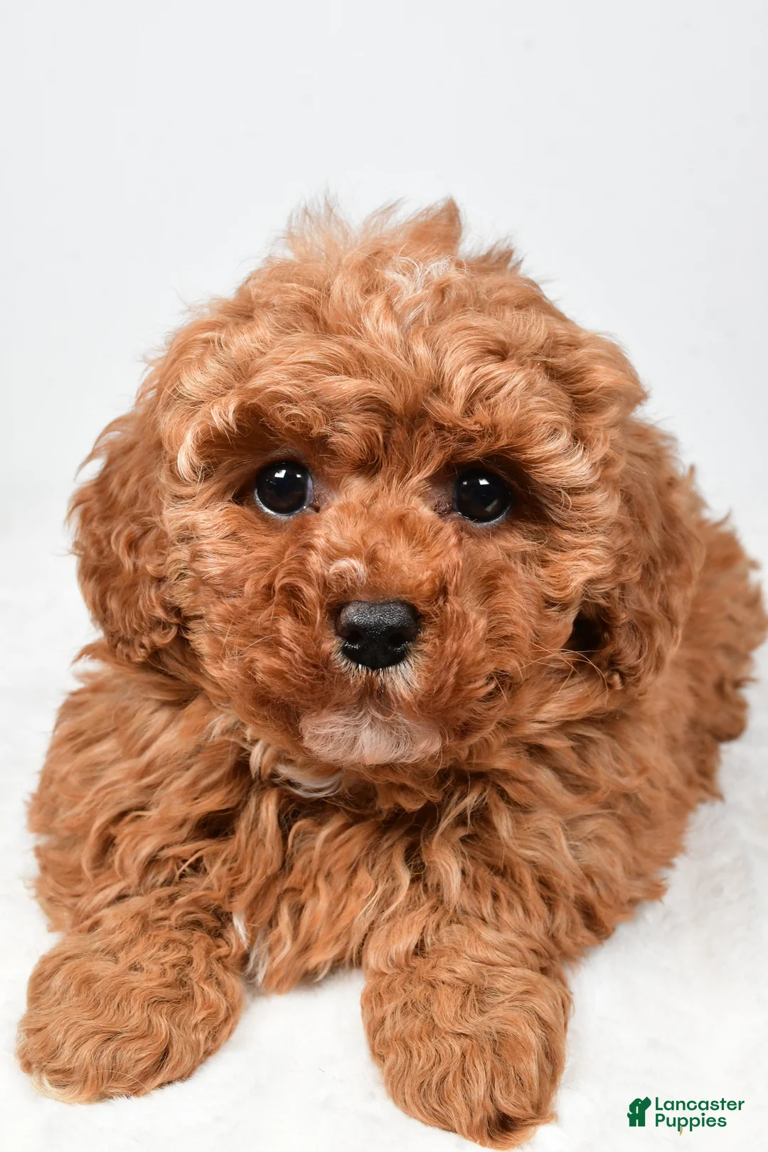 Cavapoo dogs for sale: Rosa - Ad 11