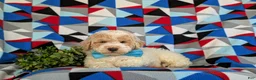 Bichpoo dogs for sale: Zaden - Ad 5