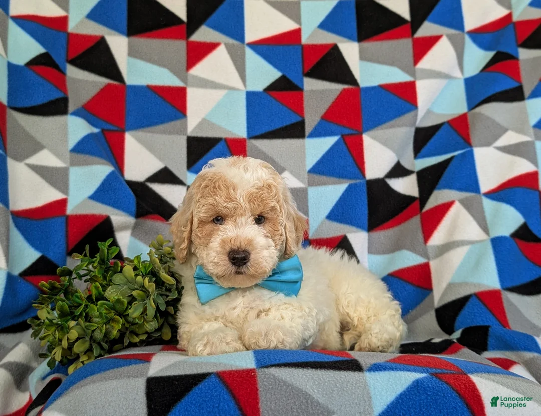 Bichpoo dogs for sale: Zaden - Ad 5