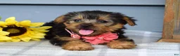 Yorkshire Terrier dogs for sale: Abby - Ad 10