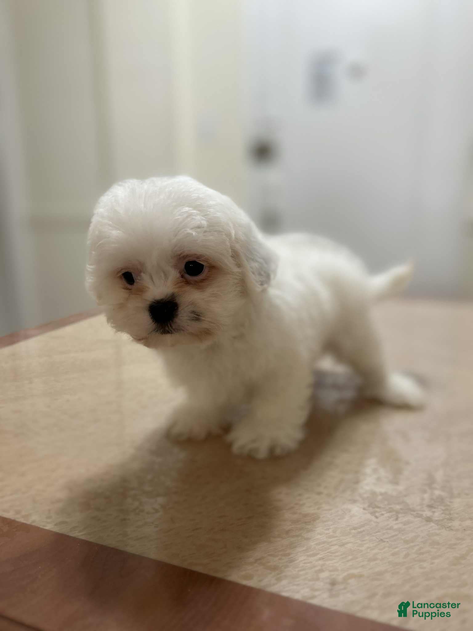 Shih Tzu dogs Lady - Ad 5