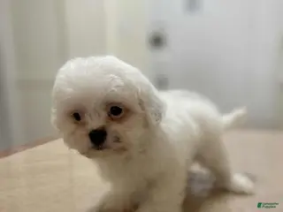 Shih Tzu dogs Lady - Ad 5