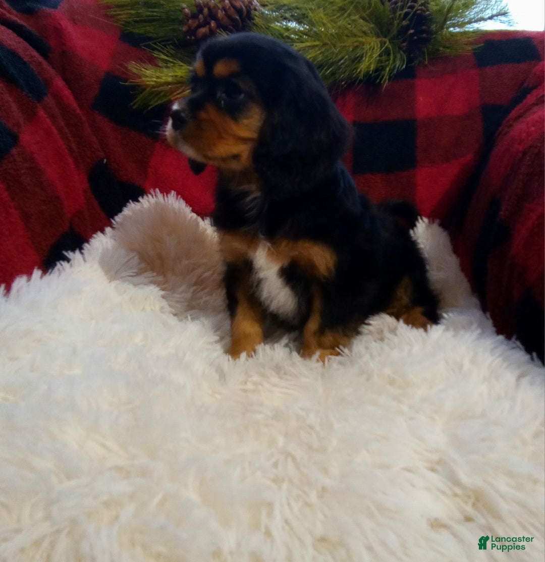 Cavalier King Charles Spaniel dogs for sale: Titan - Ad 4