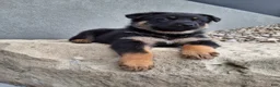 German Shepherd dogs for sale: Almanzo - Ad 7