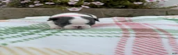 Boston Terrier dogs for sale: Boston Terrier 1 (Ripley) - Ad 6