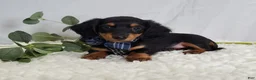 Miniature Dachshund dogs for sale: Kyle - Ad 1
