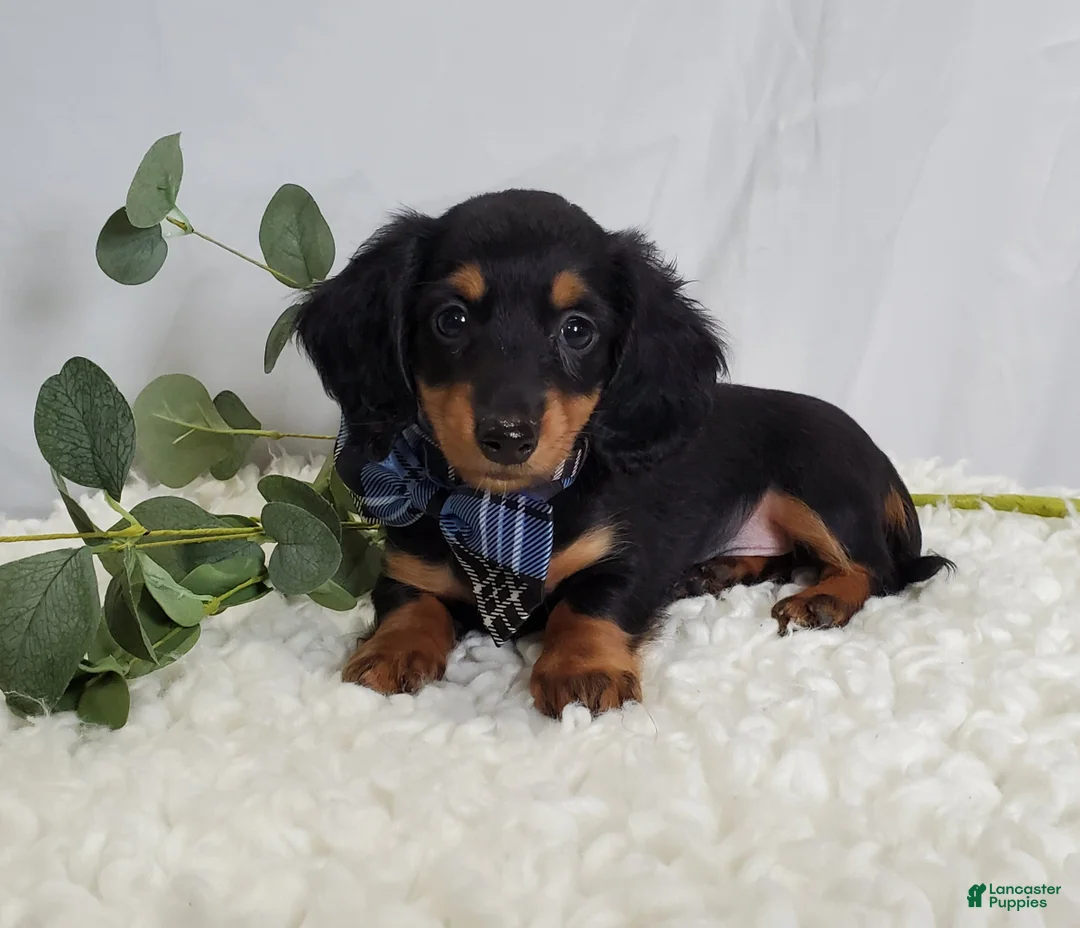 Miniature Dachshund dogs for sale: Kyle - Ad 1
