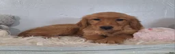 Golden Retriever dogs for sale: Bridget - Ad 2