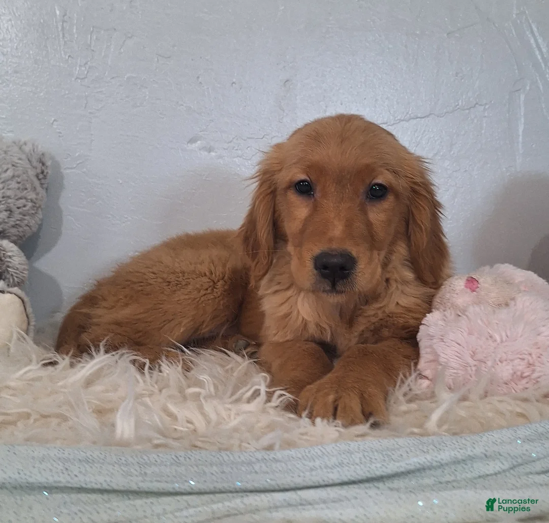 Golden Retriever dogs for sale: Bridget - Ad 2