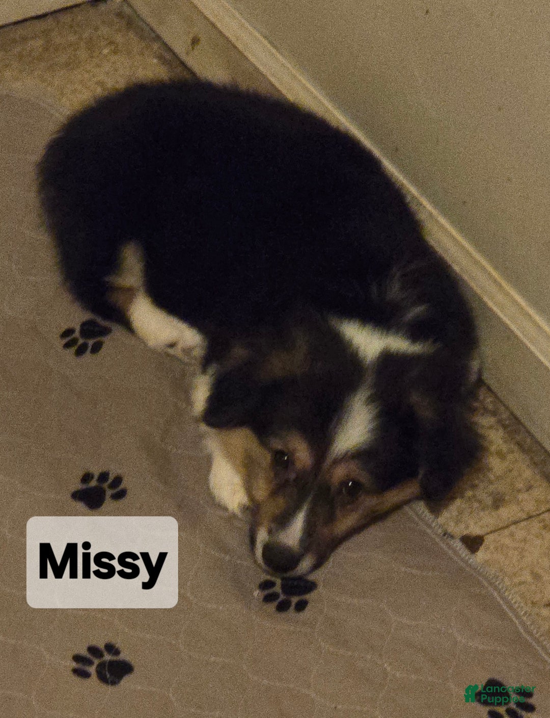 Welsh Corgi Pembroke dogs for sale: Welsh Corgi Pembroke Puppy 4 - Ad 1